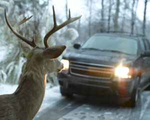 Deer in Headlights deer strike